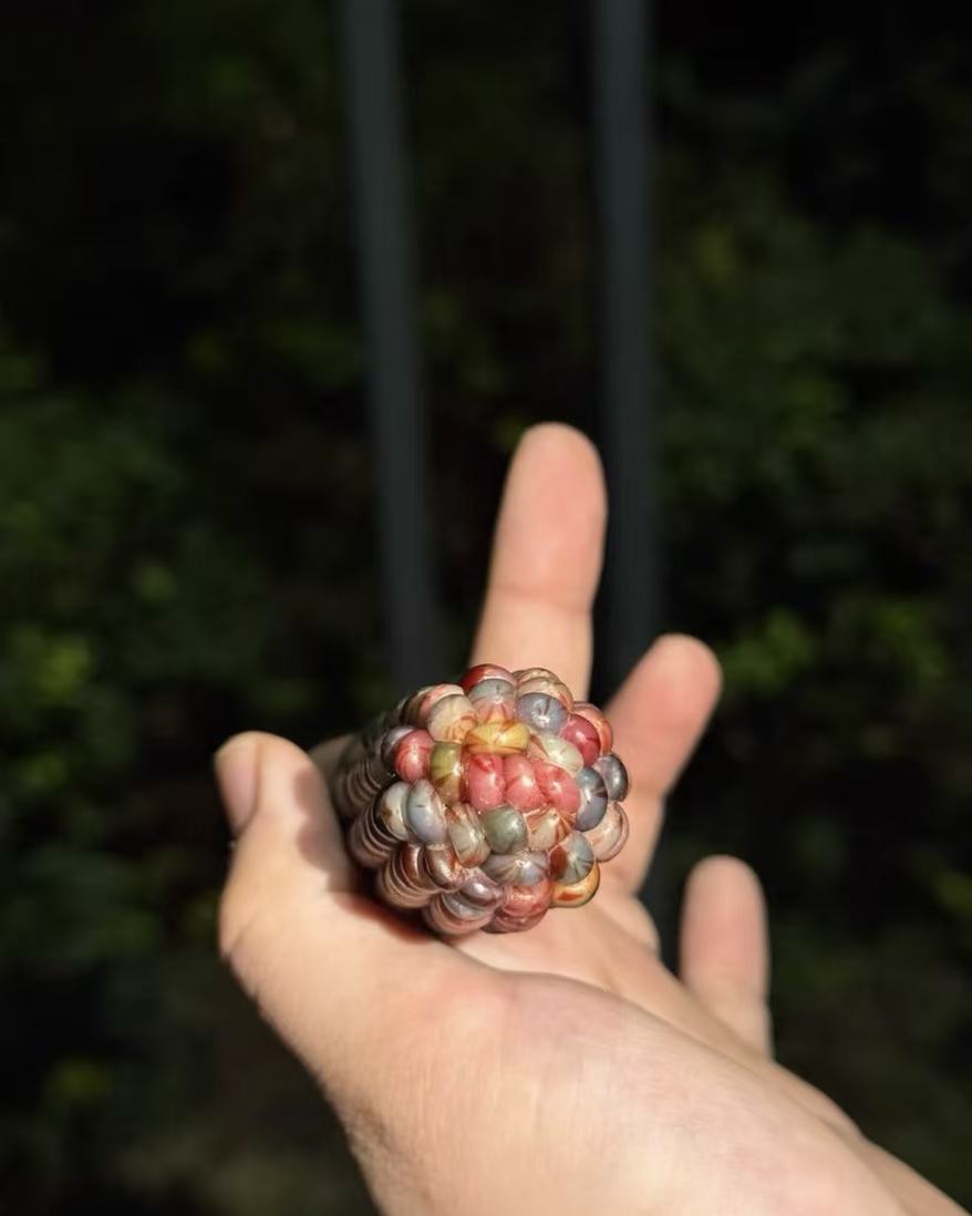 Ornamental corn