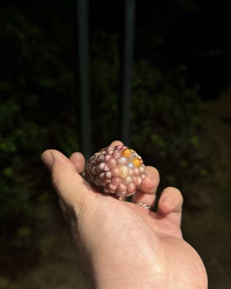 Ornamental corn
